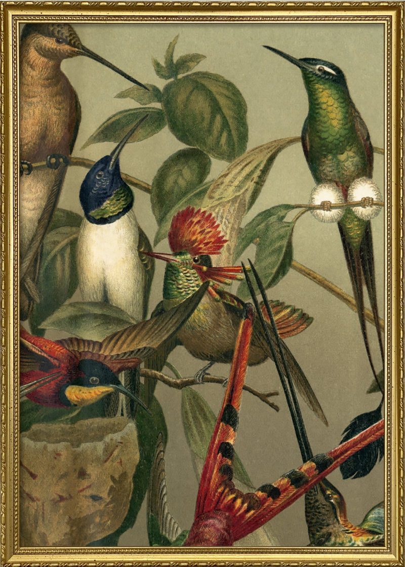 Hummingbirds Close-up