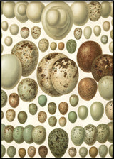 European eggs