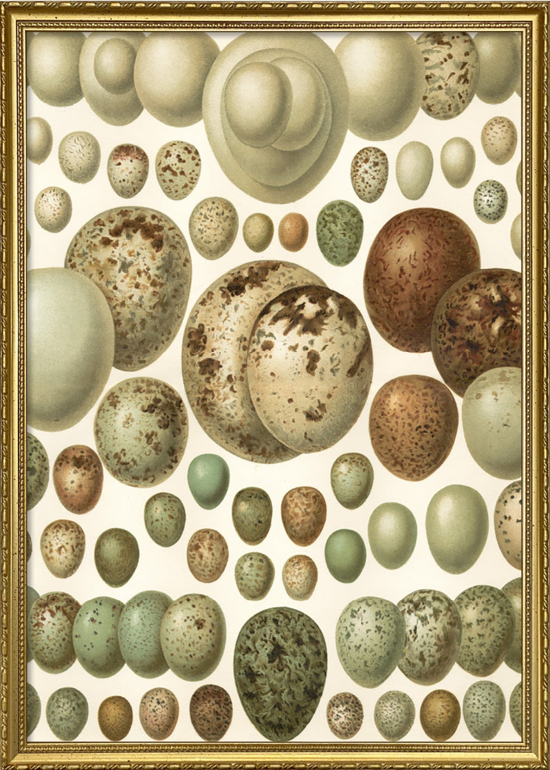 European eggs