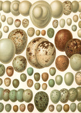 European eggs