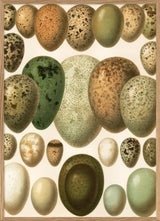 European eggs