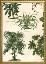 Oriental Plants Left Side