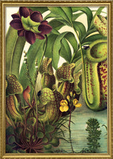 Insectivore Left Side