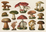 Mushrooms Horizontal - Outlet