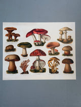 Mushrooms Horizontal - Outlet
