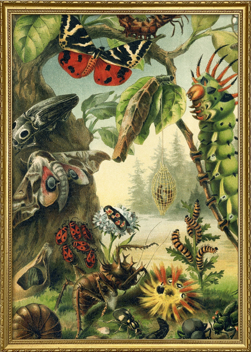 Larvae and butterflies Left Side