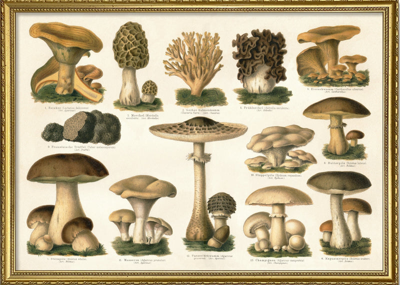 Mushrooms II Horizontal