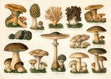 Mushrooms II Horizontal - Outlet