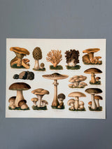 Mushrooms II Horizontal - Outlet