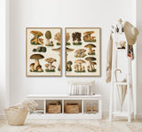 Mushrooms II Left Side