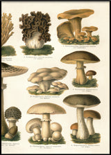 Mushrooms II Right Side