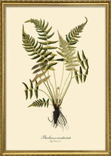 Blechnum Occidentale