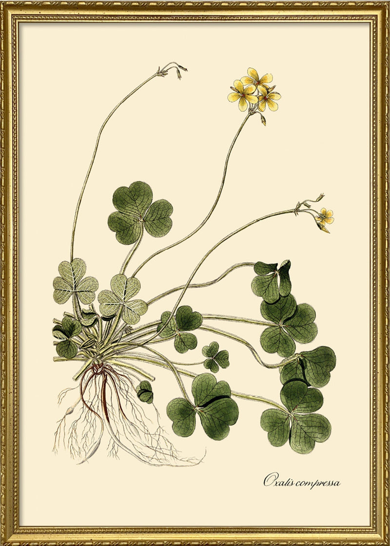 Oxalis Compressa
