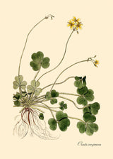 Oxalis Compressa