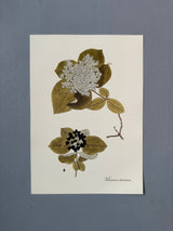 Viburnum Lantana - Outlet