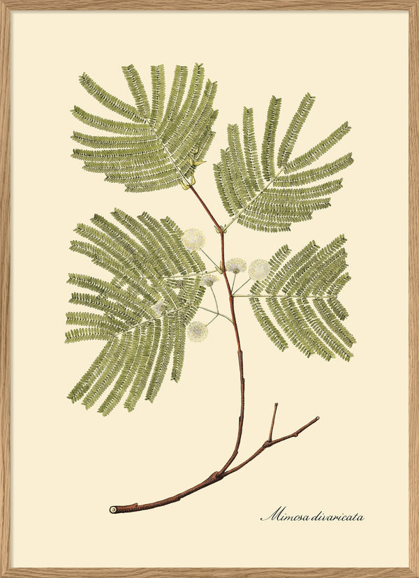 Mimosa Divaricta