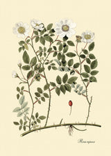 Rosa Repens - Outlet
