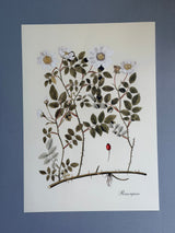 Rosa Repens - Outlet
