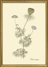 Dacusvisnaga