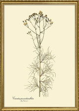 Cacalia Peucedanfolia