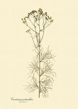 Cacalia Peucedanfolia