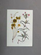 Mesembryanthemum Aduncum - Outlet