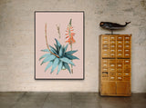 Aloe Vera - Outlet