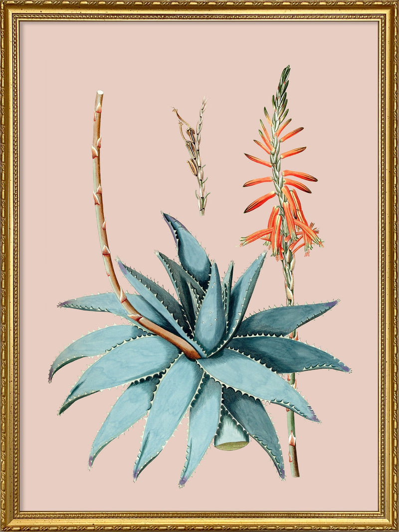 Aloe Vera