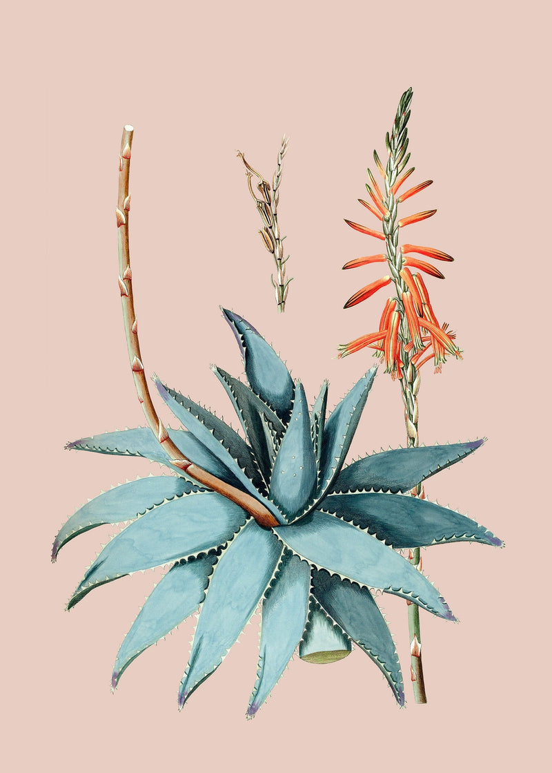 Aloe Vera