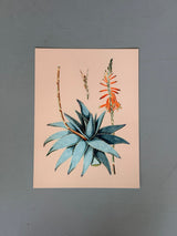 Aloe Vera - Outlet