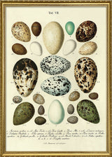 Eggs VII
