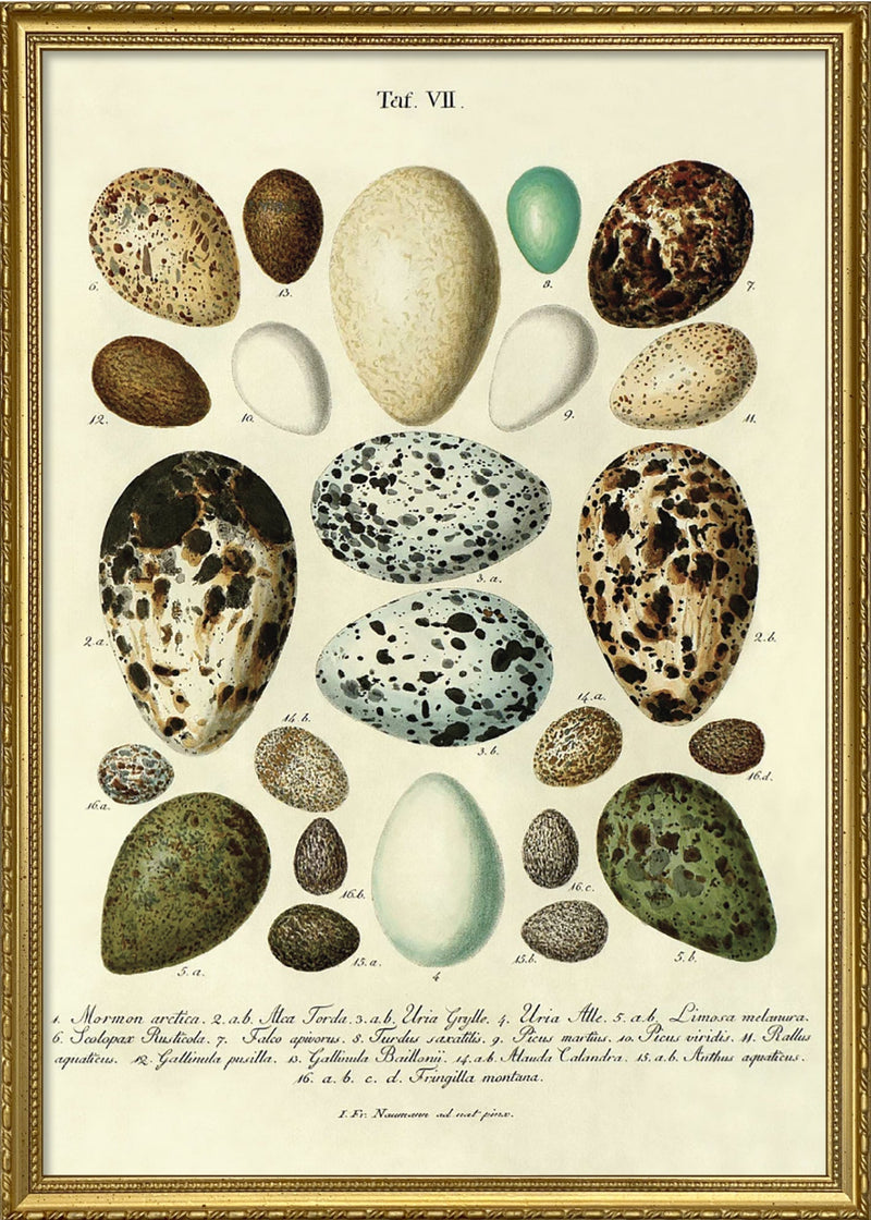 Eggs VII