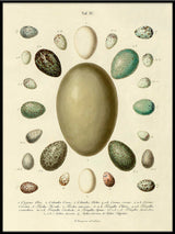 Eggs Tab IX