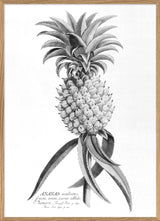 Black Ananas