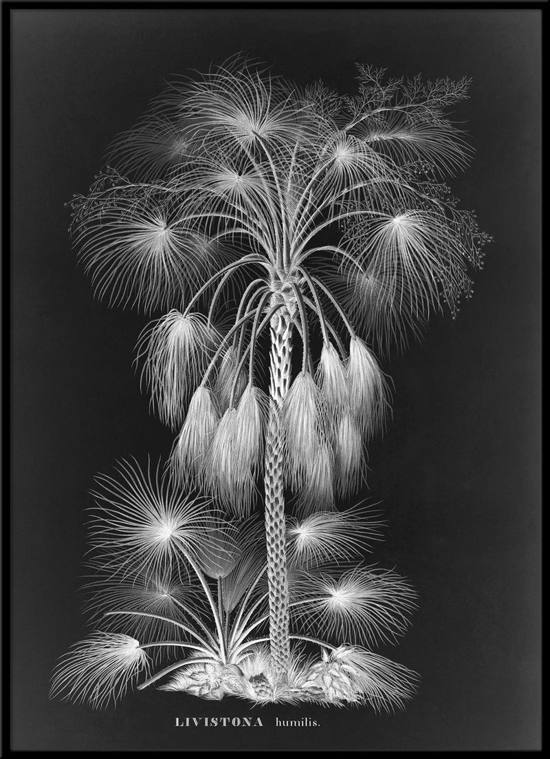 Black Livistona Humilis