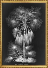Black Livistona Humilis