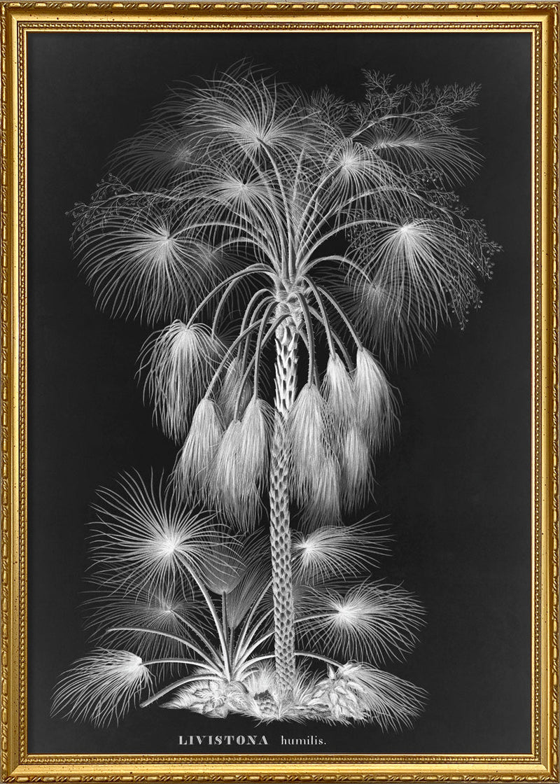 Black Livistona Humilis