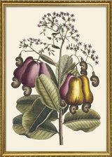 Cashew Tree