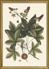 Lizard Climbing Sweet Gum Tree