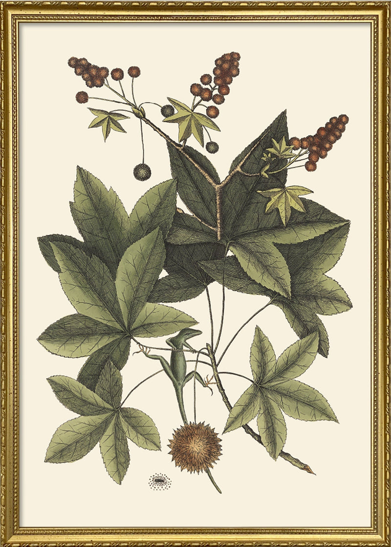 Lizard Climbing Sweet Gum Tree