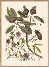 Annona And Convolvulus