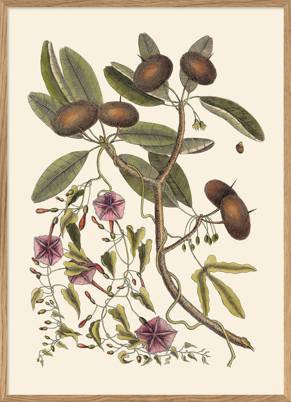 Annona And Convolvulus
