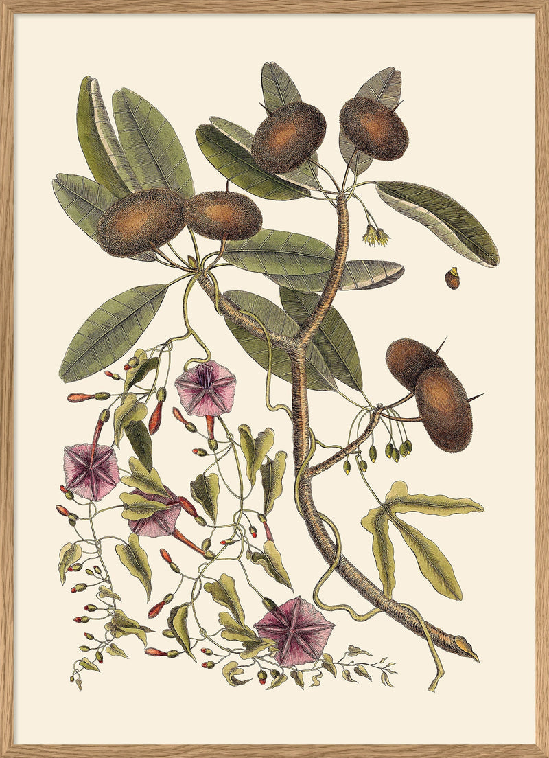 Annona And Convolvulus