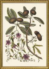 Annona And Convolvulus