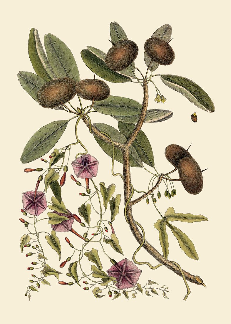 Annona And Convolvulus