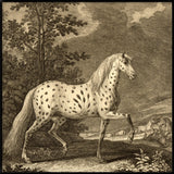 Appaloosa Horse