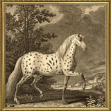 Appaloosa Horse