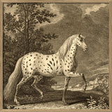 Appaloosa Horse