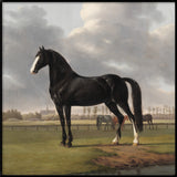 Majestic Black Horse