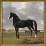 Majestic Black Horse
